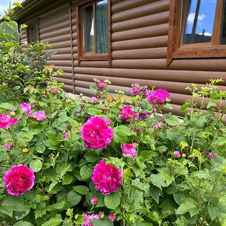 Homestay 